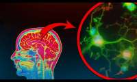 Найдена "молекула памяти" в мозге  ПУШКА